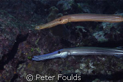Nice couple of Trumpetfish. Off East end Grand Cayman. Ni... by Peter Foulds 